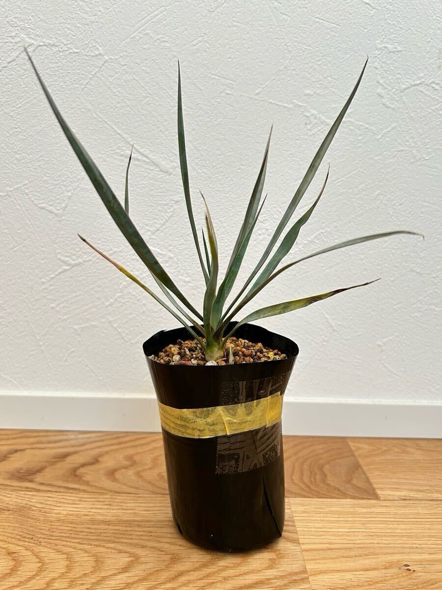 Yahoo!オークション -「ダシリリオン」(観葉植物) の落札相場 Yahoo!オークション -「ダシリリオン」(観葉植物) の落札相場