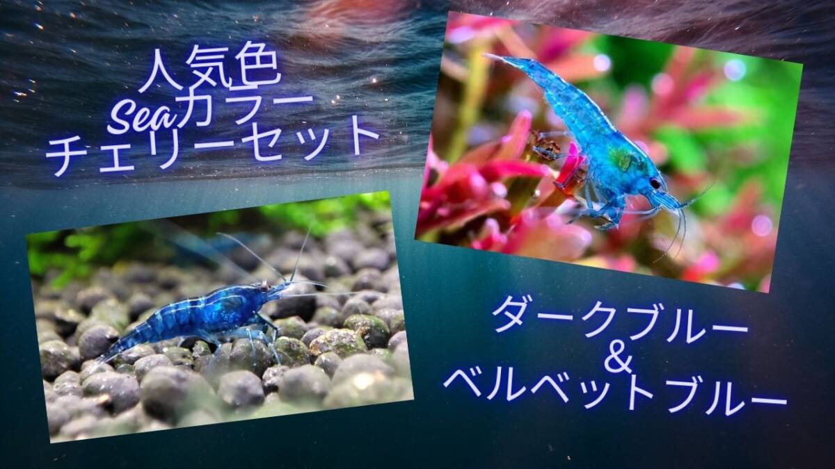 2025年最新】Yahoo!オークション -ダークブルーシュリンプの中古