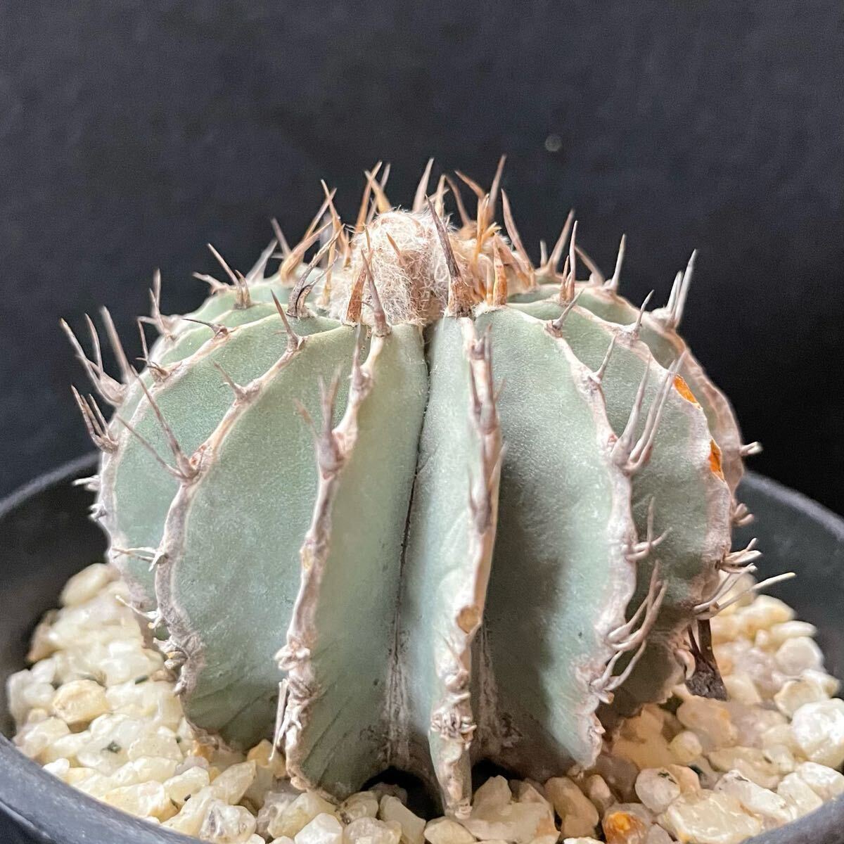 Yahoo!オークション -「メキシカーナ」(サボテン) (観葉植物)の Yahoo!オークション -「メキシカーナ」(サボテン) (観葉植物)の