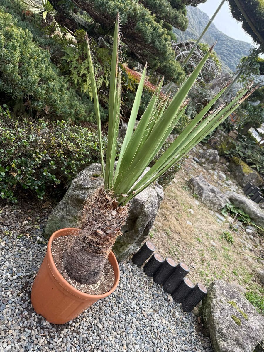 Yahoo!オークション -「ユッカ カルネロサーナ」(観葉植物) の Yahoo!オークション -「ユッカ カルネロサーナ」(観葉植物) の