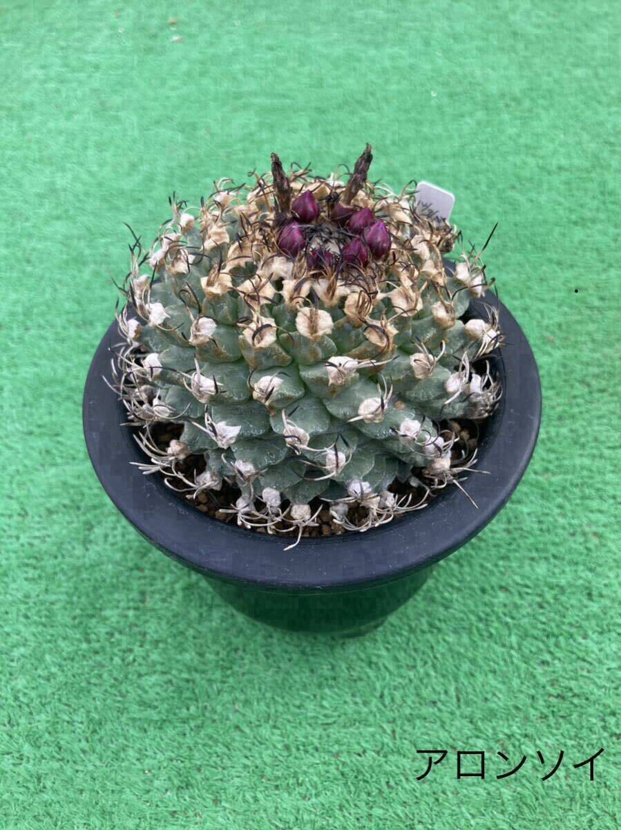 Yahoo!オークション -「サボテン アロンソイ」(観葉植物) の落札 Yahoo!オークション -「サボテン アロンソイ」(観葉植物) の落札