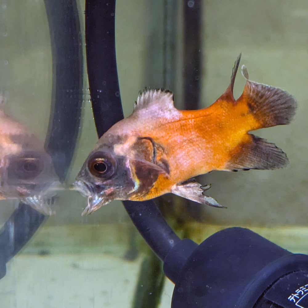 Yahoo!オークション -「オスカー レッド」(魚類、水生生物) の