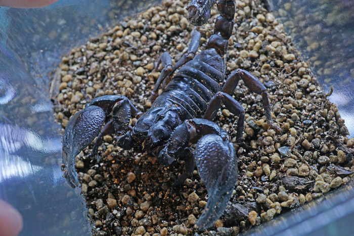 [美品] 新品未開封　チャグロサソリ 美品] 新品未開封 チャグロサソリ チャグロサソリ – INSECT SHOP KMY