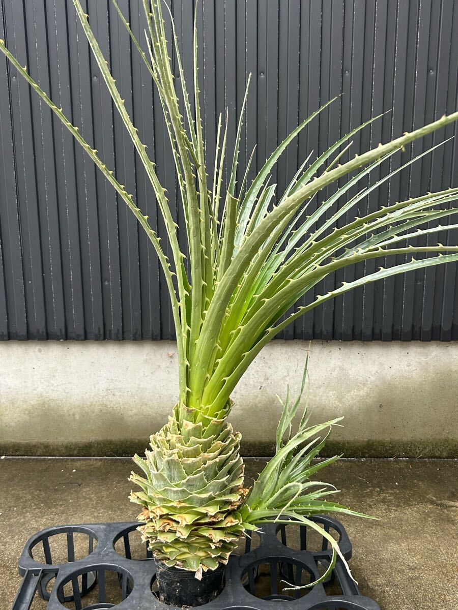 Yahoo!オークション -「プヤ セルーレア」(観葉植物) の落札相場 Yahoo!オークション -「プヤ セルーレア」(観葉植物) の落札相場