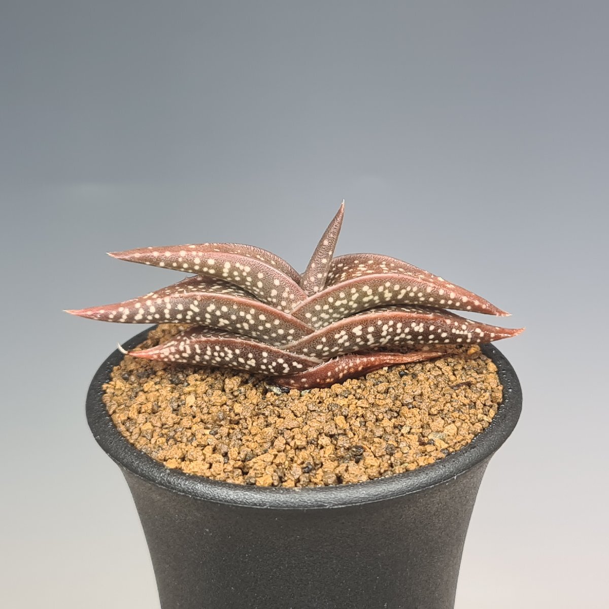 Yahoo!オークション -「多肉植物」(アロエ) (観葉植物)の落札 Yahoo!オークション -「多肉植物」(アロエ) (観葉植物)の落札