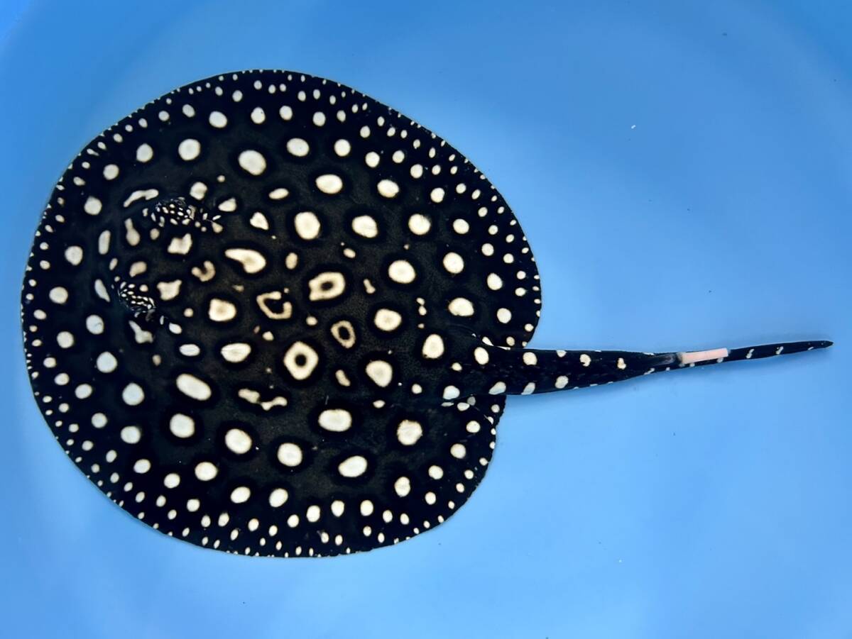 ブラックダイヤモンドポルカ入荷！春日井熱帯魚 | 名古屋の