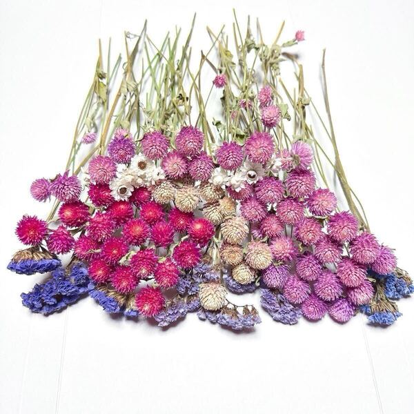 ■送料込み■千日紅 センニチコウ ラズベリーフィールド ドライフラワー ハンドメイド ハーバリウム 花材 ガーランド リース スターチス