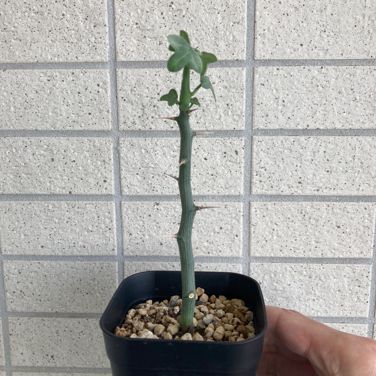 Yahoo!オークション -「アデニア バリー」(花、園芸) の落札相場 Yahoo!オークション -「アデニア バリー」(花、園芸) の落札相場