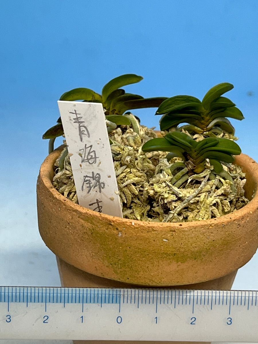 Yahoo!オークション -「富貴蘭 青海」(花、園芸) の落札相場 Yahoo!オークション -「富貴蘭 青海」(花、園芸) の落札相場