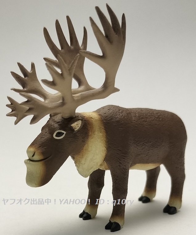 2025年最新】Yahoo!オークション -シャクレルプラネット(生き物
