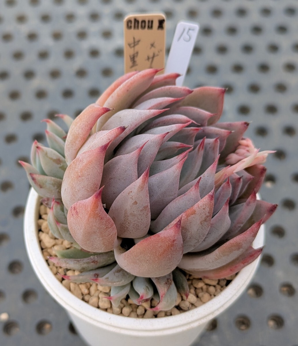 Yahoo!オークション -「エケベリア リンゼアナ」(観葉植物) の Yahoo!オークション -「エケベリア リンゼアナ」(観葉植物) の