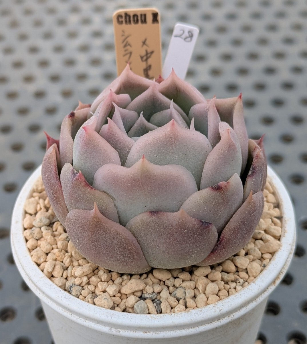 Yahoo!オークション -「エケベリア リンゼアナ」(観葉植物) の Yahoo!オークション -「エケベリア リンゼアナ」(観葉植物) の