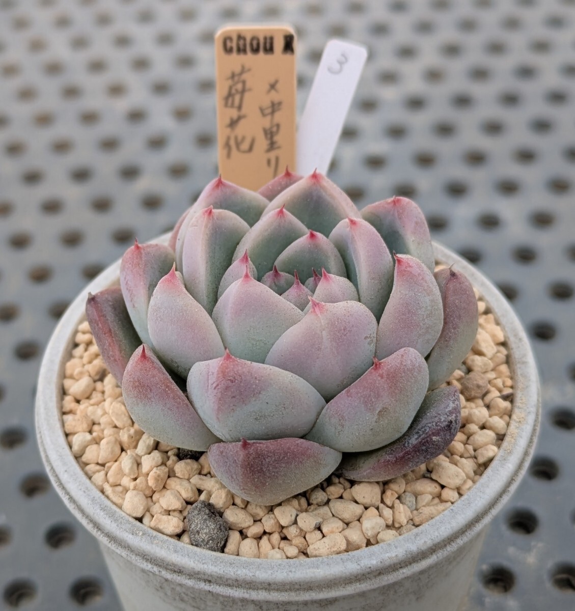Yahoo!オークション -「エケベリア リンゼアナ」(観葉植物) の Yahoo!オークション -「エケベリア リンゼアナ」(観葉植物) の