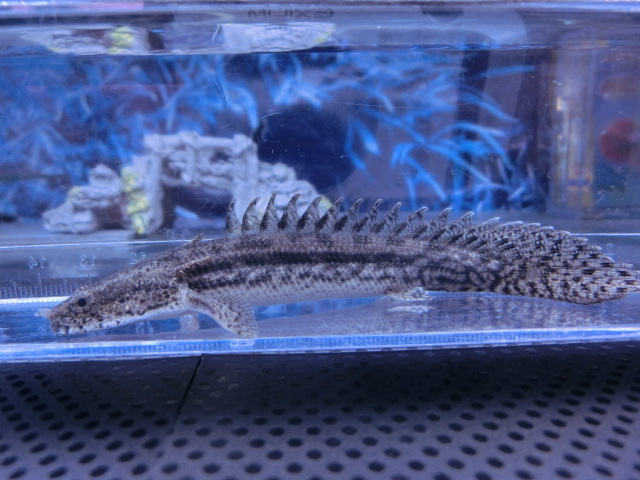 ポリプテルス・デルヘッジ・クオリティーバンド 10cm 1匹 - 不二