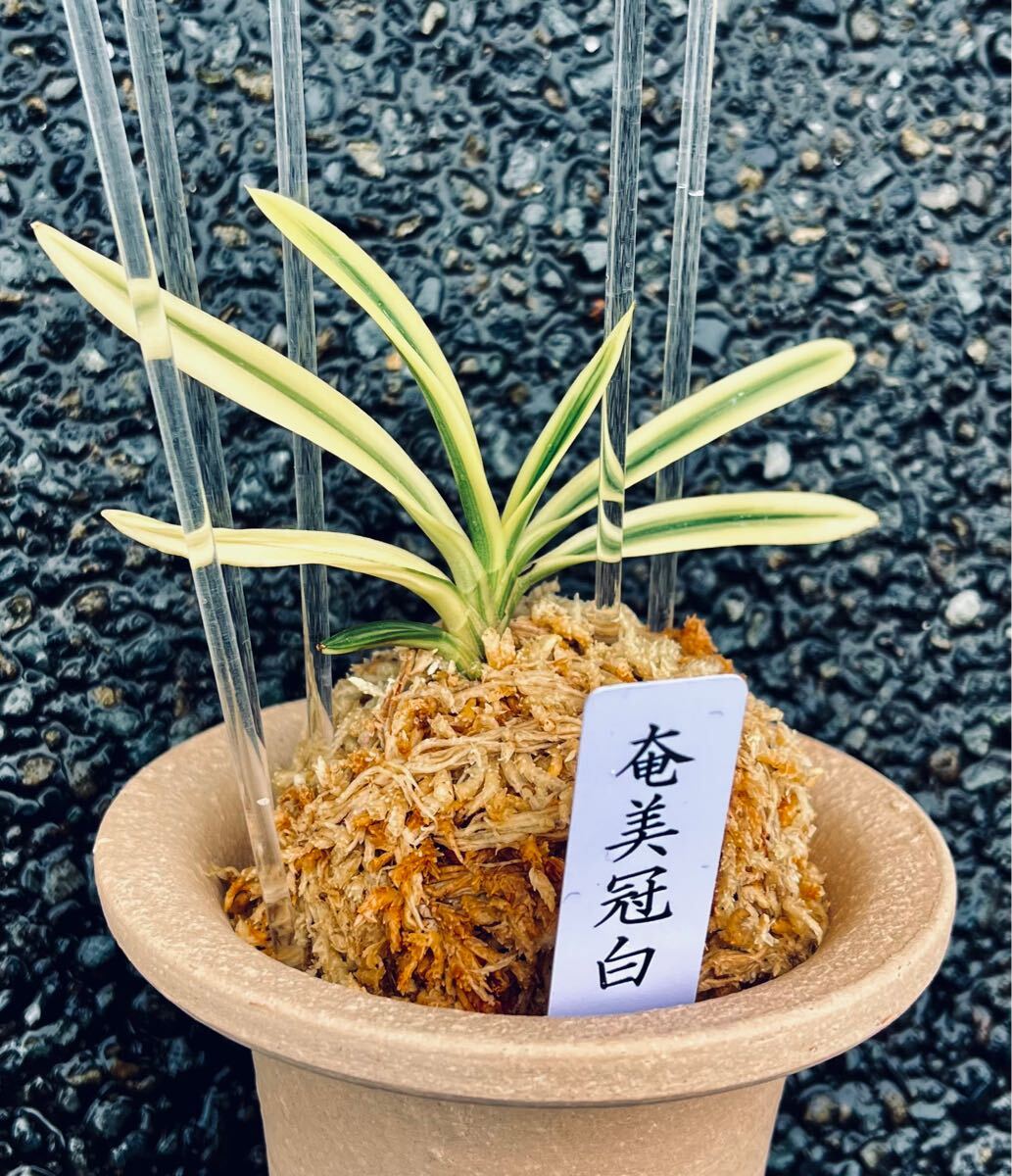 Yahoo!オークション -「富貴蘭」(その他) (鉢植え)の落札相場 Yahoo!オークション -「富貴蘭」(その他) (鉢植え)の落札相場