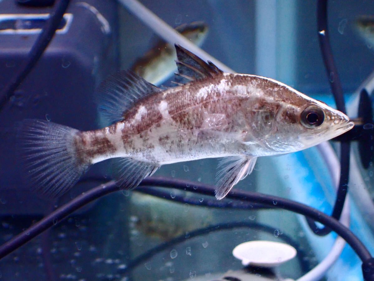 Yahoo!オークション -「バラマンディ」(淡水魚) (熱帯魚)の落札