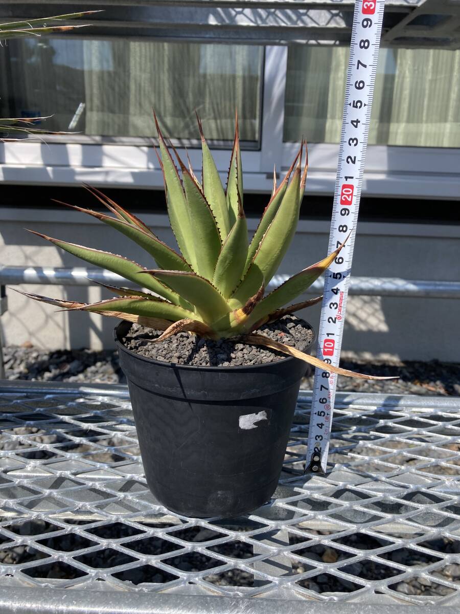 Yahoo!オークション -「アガベ ブルーグロー」(観葉植物) の落札 Yahoo!オークション -「アガベ ブルーグロー」(観葉植物) の落札