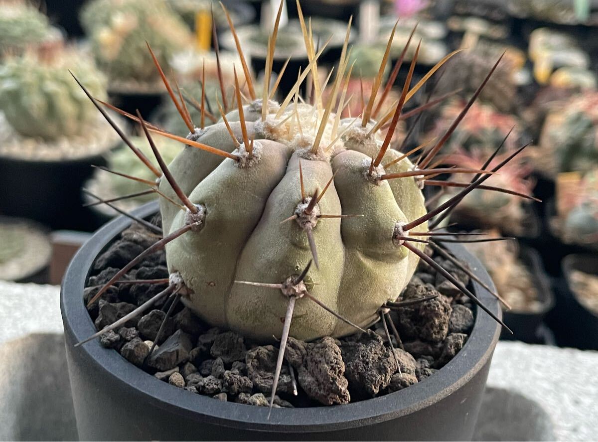 Yahoo!オークション -「黒王丸 カキコ」(観葉植物) の落札相場 Yahoo!オークション -「黒王丸 カキコ」(観葉植物) の落札相場