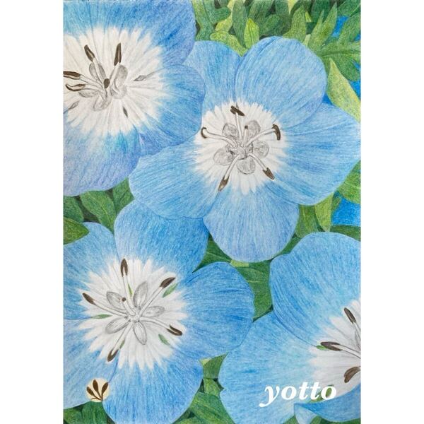 色鉛筆画「 彩・《18》〜 ネモフィラ 〜 」B5・額付き◇◆手描き◇原画◆ネモフィラ◇◆yotto