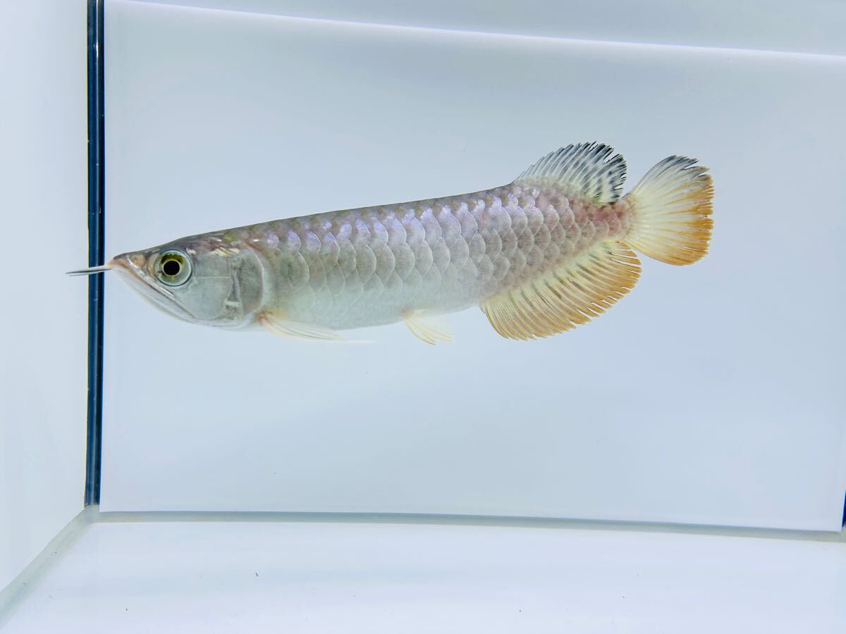 Yahoo!オークション -「過背金龍」(熱帯魚) (魚類、水生生物)の