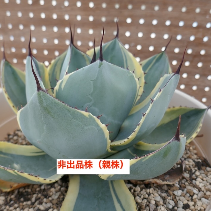 Yahoo!オークション -「カリフォルニア」(アガベ) (観葉植物)の