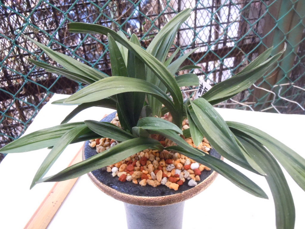 Yahoo!オークション -「韓国春蘭」(ラン) (苗)の落札相場・落札価格