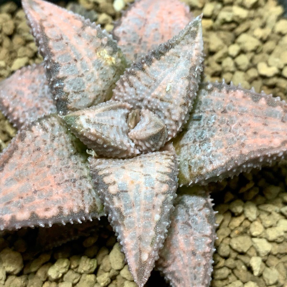 Yahoo!オークション -「タランチュラ」(観葉植物) の落札相場 Yahoo!オークション -「タランチュラ」(観葉植物) の落札相場
