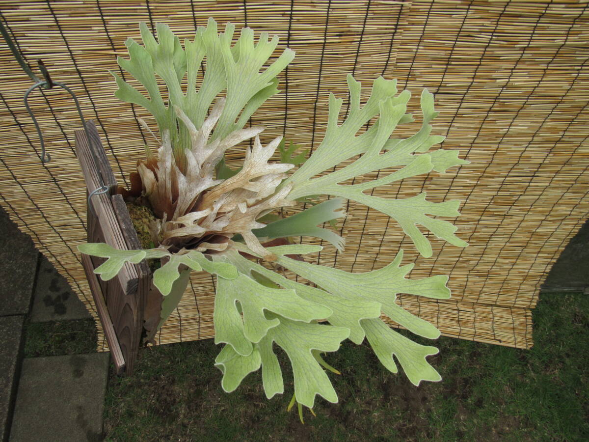 Yahoo!オークション -「ビカクシダ celso」(観葉植物) の落札