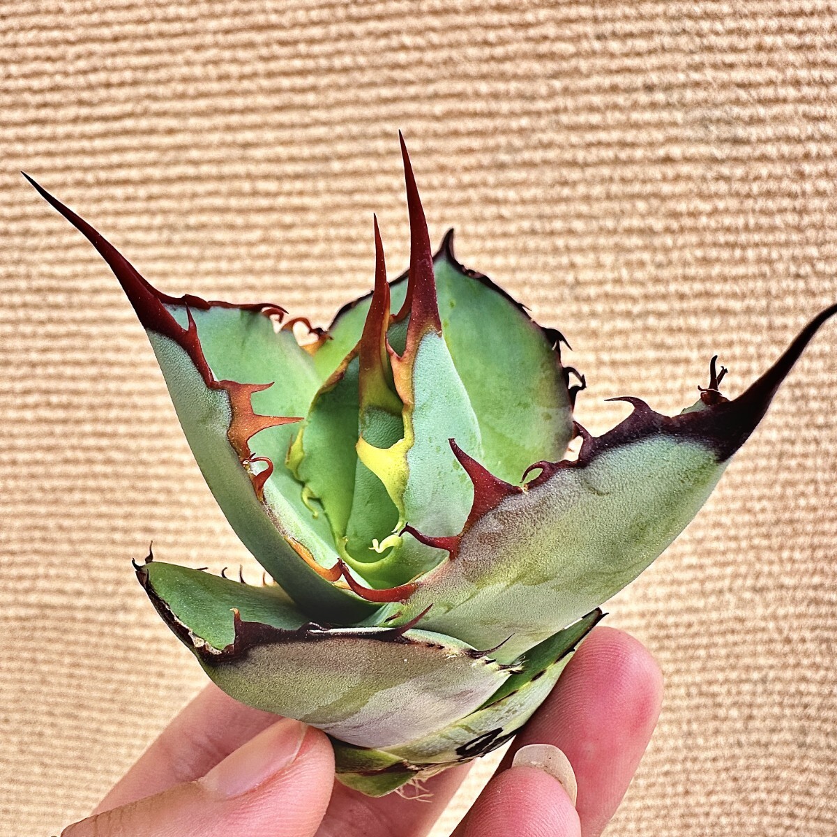 Yahoo!オークション -「アガベ ブルーグロー」(観葉植物) の落札 Yahoo!オークション -「アガベ ブルーグロー」(観葉植物) の落札