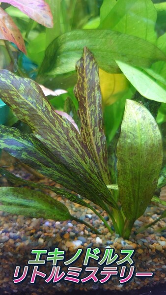 エキノドルス リトルミステリー 水上葉~ 3株