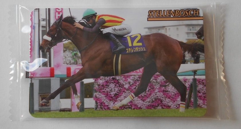 ◎まねき馬カード　Ｎｏ．２５５３　ステレンボッシュ（未開封）