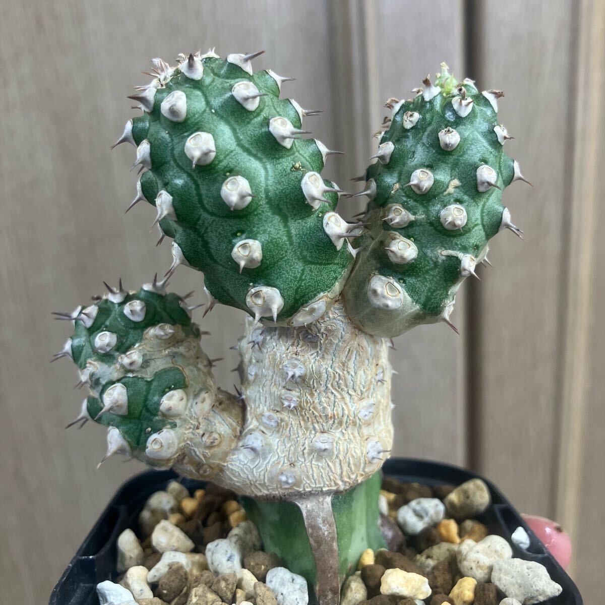 Yahoo!オークション -「ユーフォルビア トム」(観葉植物) の落札 Yahoo!オークション -「ユーフォルビア トム」(観葉植物) の落札