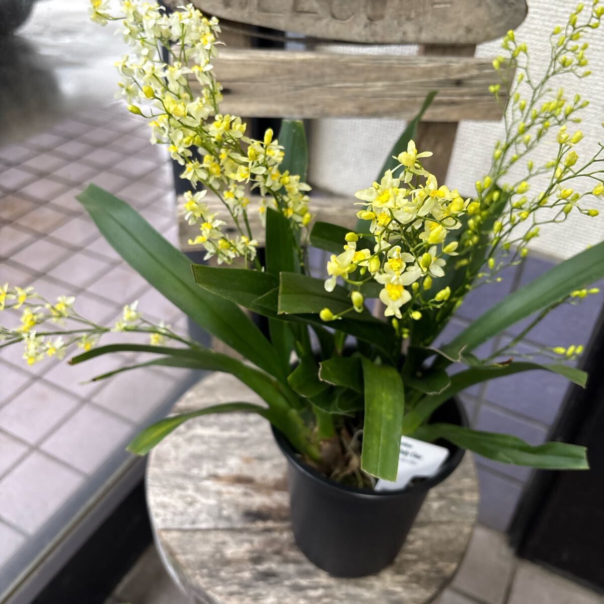 Yahoo!オークション -「オンシジウム」(花) (鉢植え)の落札相場