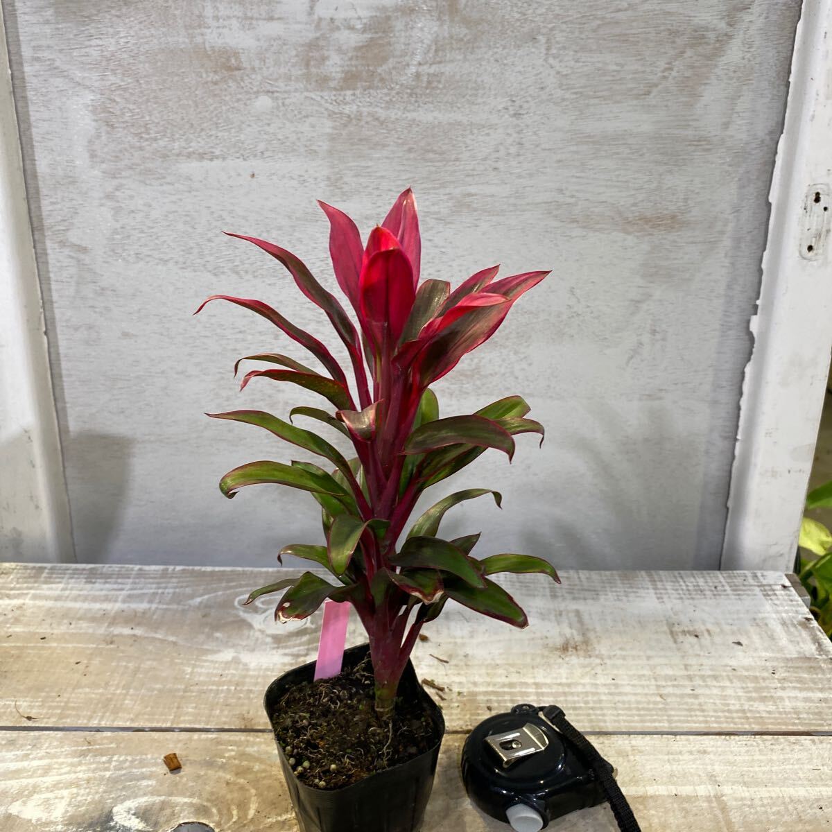 Yahoo!オークション -「コルジリネ」(観葉植物) の落札相場 Yahoo!オークション -「コルジリネ」(観葉植物) の落札相場