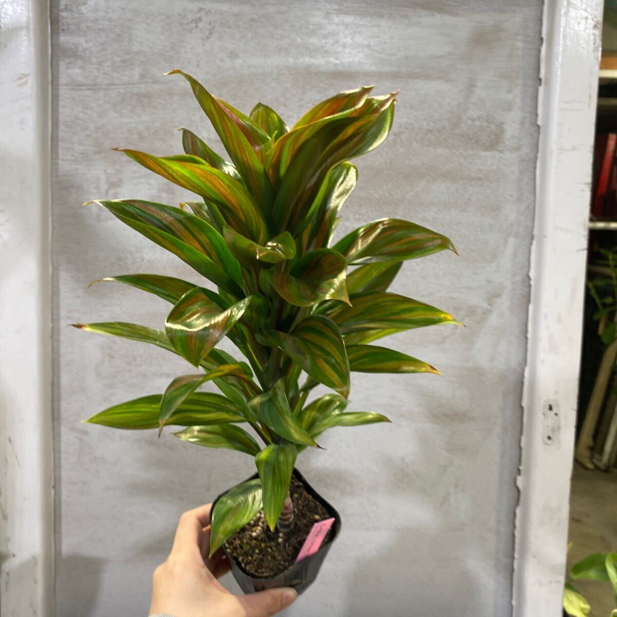 Yahoo!オークション -「コルジリネ」(観葉植物) の落札相場 Yahoo!オークション -「コルジリネ」(観葉植物) の落札相場