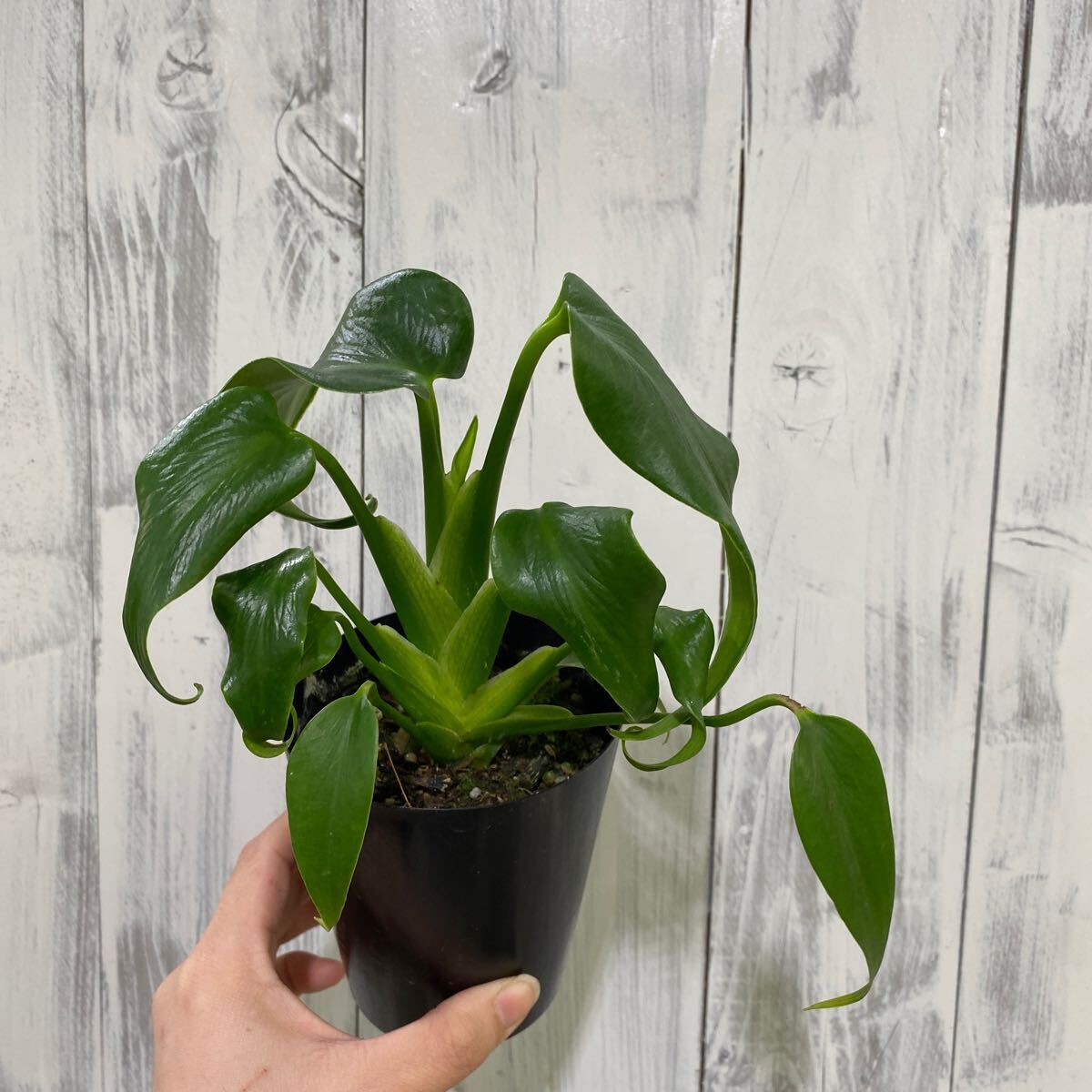 Yahoo!オークション -「マルクス」(観葉植物) の落札相場・落札価格 Yahoo!オークション -「マルクス」(観葉植物) の落札相場・落札価格