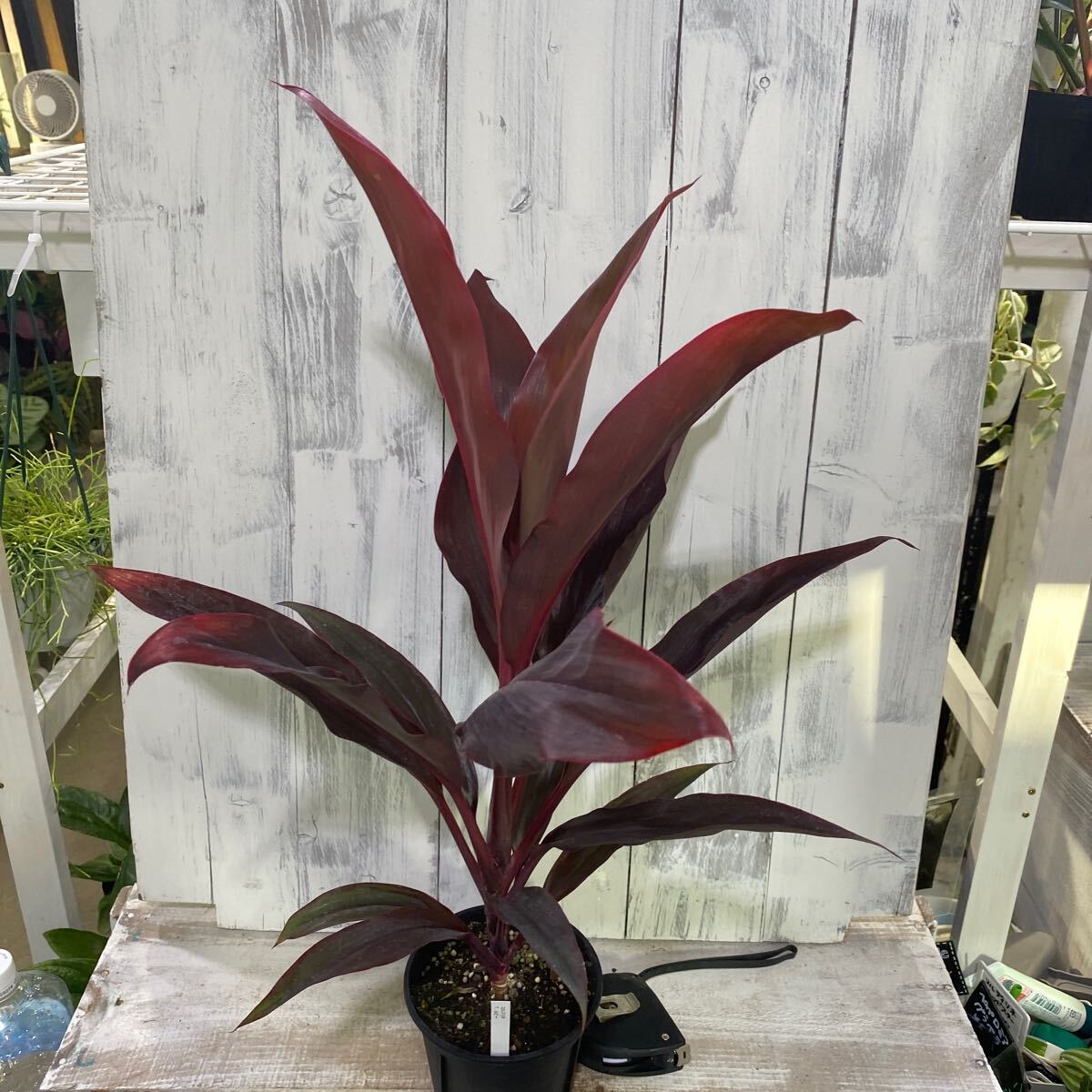 観葉植物】 コルジリネ 『カルバブラック』 | すべての商品