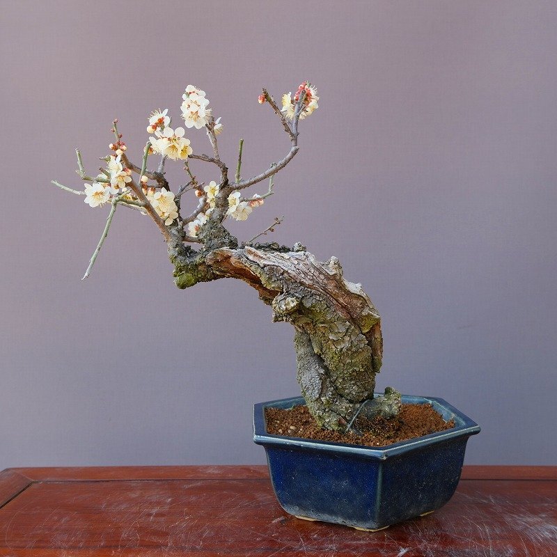 甲州野梅 白一重 超極太幹 大品盆栽 甲州野梅 | 盆栽、