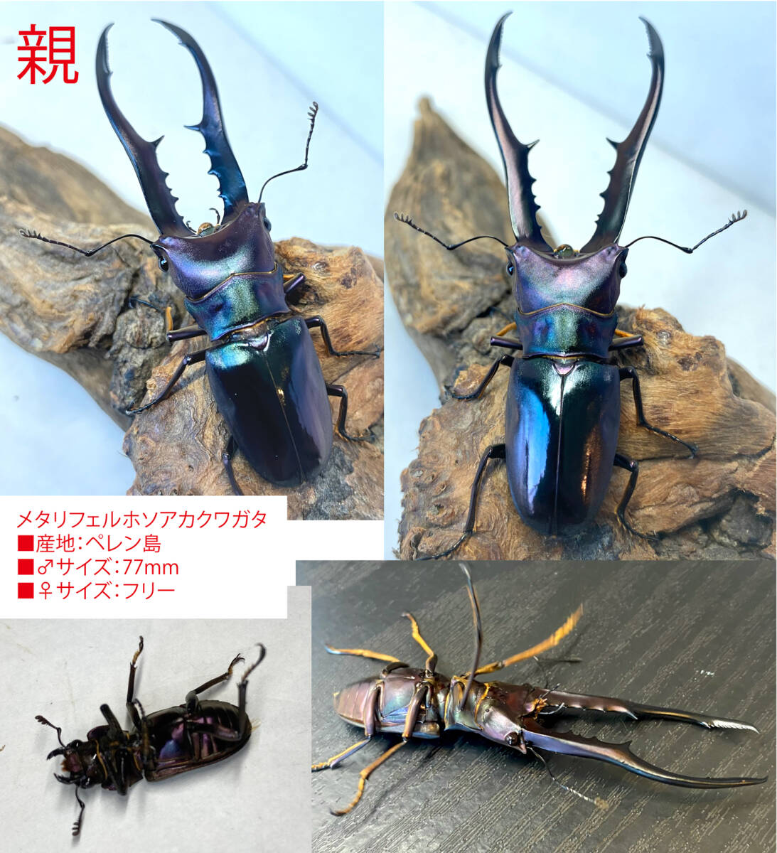 Yahoo!オークション -「メタリフェルホソアカクワガタ」(外国産 Yahoo!オークション -「メタリフェルホソアカクワガタ」(外国産