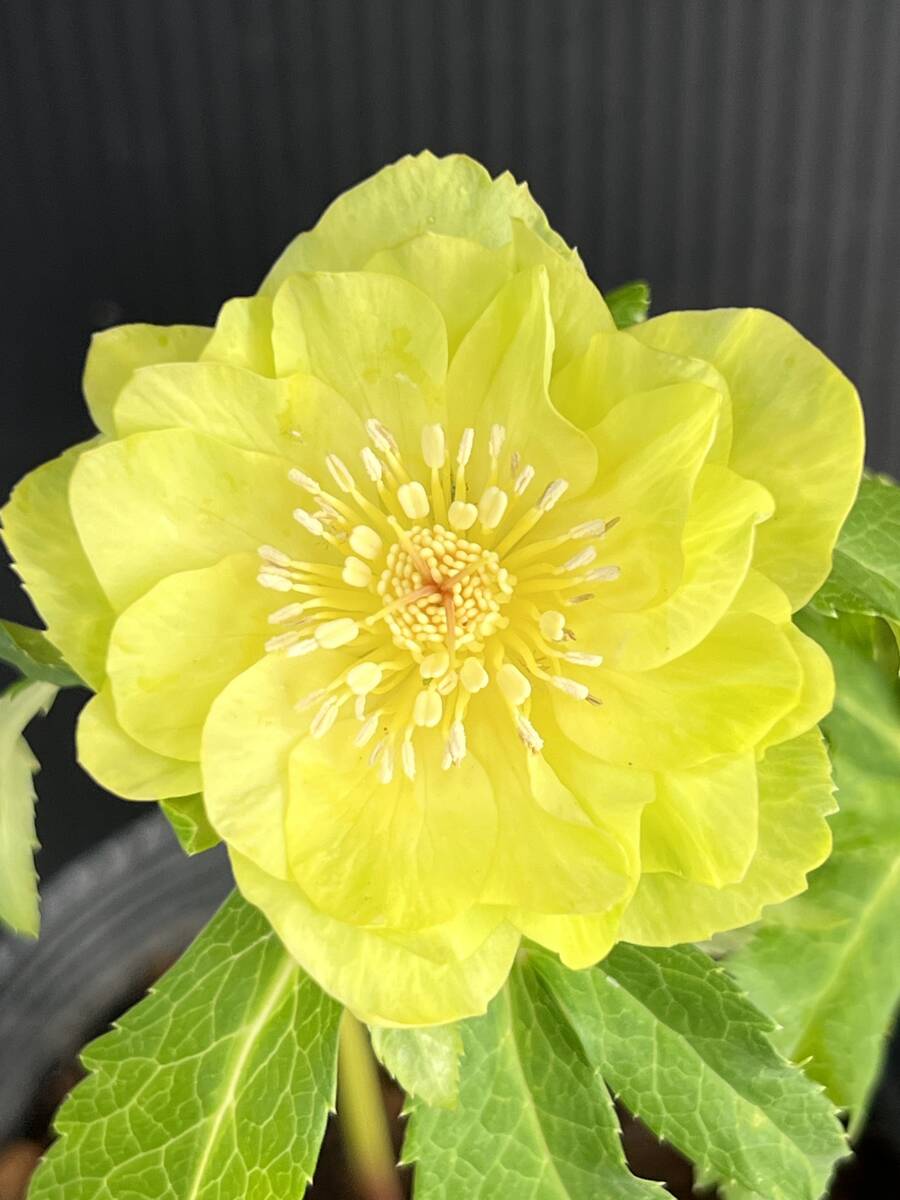 Yahoo!オークション -「ゴールドグリーン」(花、園芸) の落札 Yahoo!オークション -「ゴールドグリーン」(花、園芸) の落札