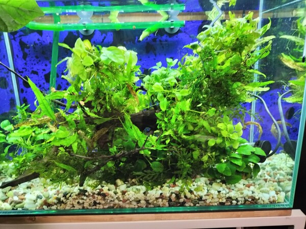 期間限定1名様のみ 整理特価 60センチ水槽 水草 大型ボルビティス ヒュディロティ アヌビアス数種 ミクロソリウム他