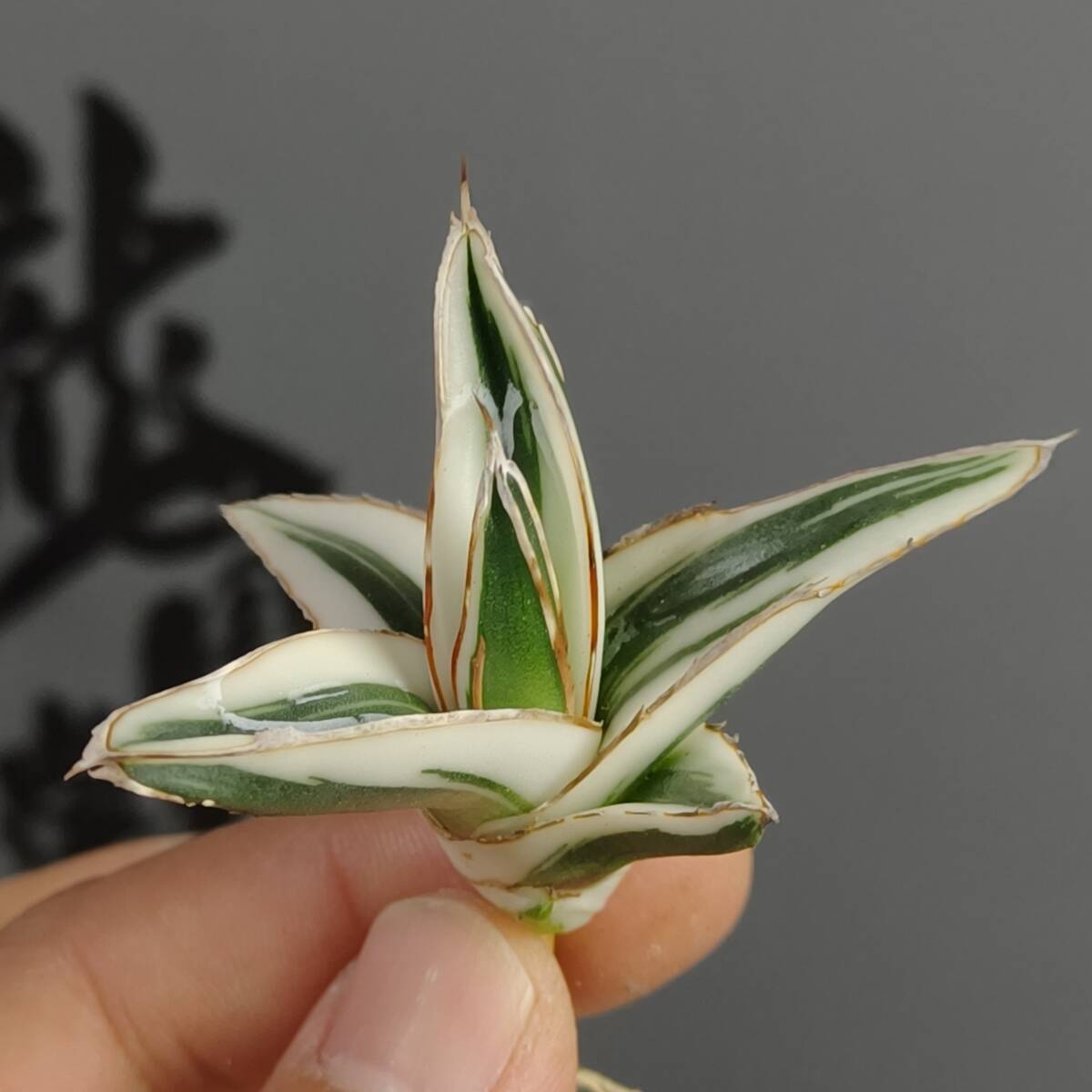 Yahoo!オークション -「笹の雪 氷山」(アガベ) (観葉植物)の落札 Yahoo!オークション -「笹の雪 氷山」(アガベ) (観葉植物)の落札