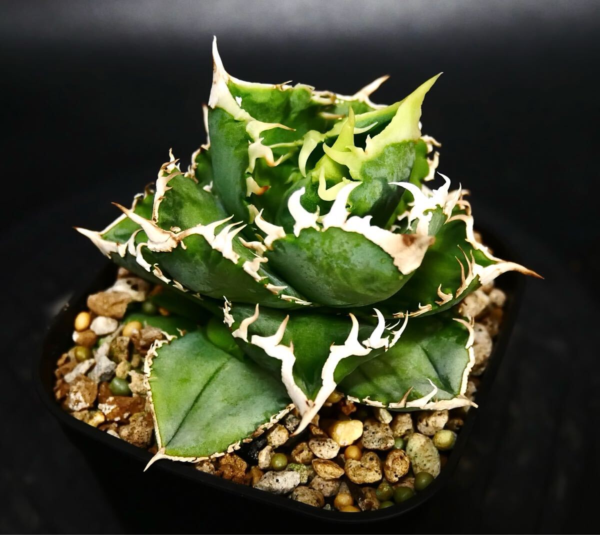 Yahoo!オークション -「シエラ」(アガベ) (観葉植物)の落札相場 Yahoo!オークション -「シエラ」(アガベ) (観葉植物)の落札相場