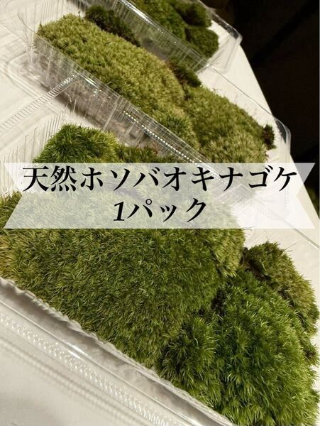 No.58 天然ホソバオキナゴケ 1パック 苔 山苔 苔テラリウム ビバリウム パルダリウム 苔盆栽 盆栽 苔庭 庭園苔
