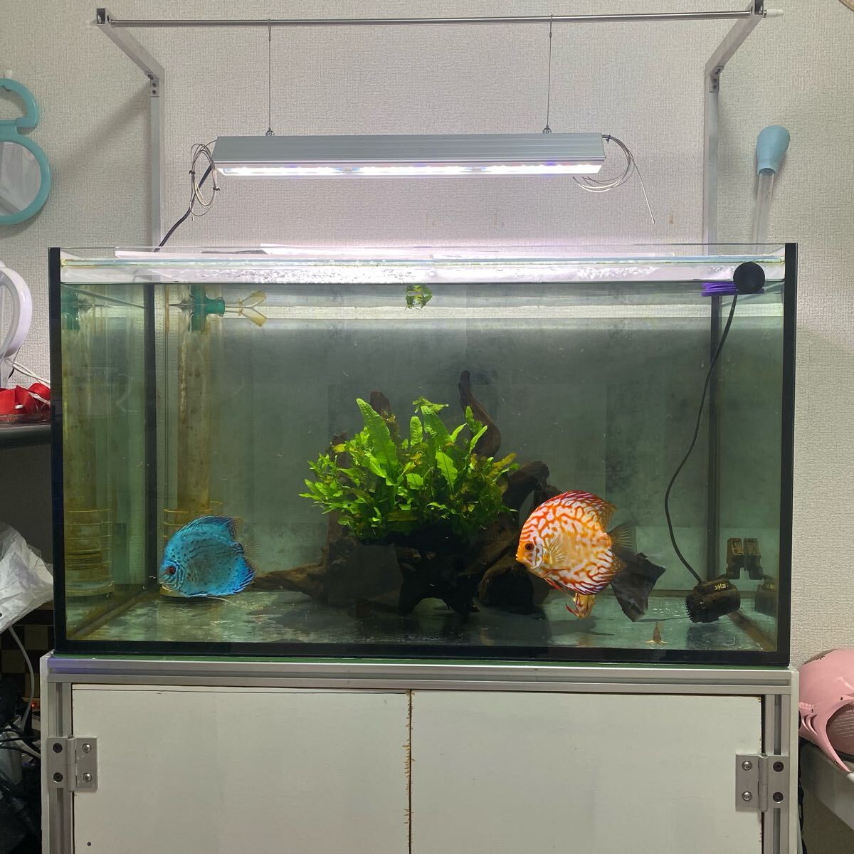 Yahoo!オークション -「オーバーフロー水槽セット 90」(魚、水草 Yahoo!オークション -「オーバーフロー水槽セット 90」(魚、水草
