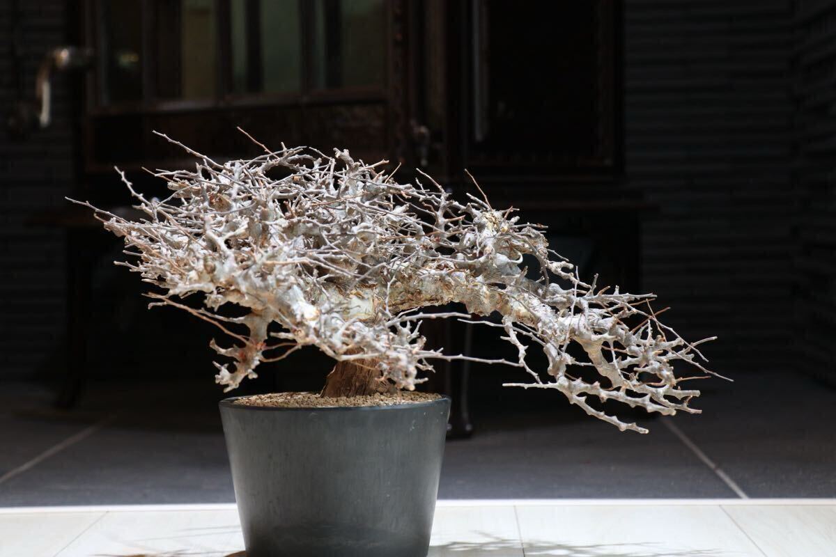 Yahoo!オークション -「コミフォラ エイル」(観葉植物) の落札 Yahoo!オークション -「コミフォラ エイル」(観葉植物) の落札
