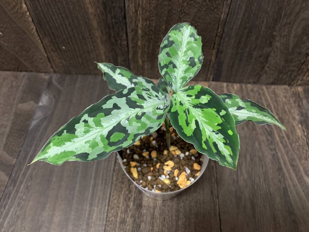 Yahoo!オークション -「ラプラス」(観葉植物) の落札相場・落札価格 Yahoo!オークション -「ラプラス」(観葉植物) の落札相場・落札価格