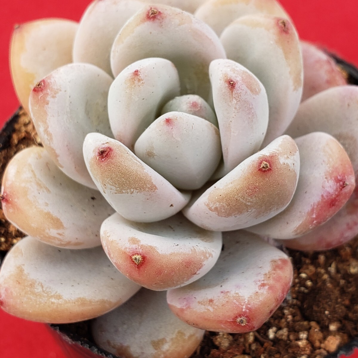 Yahoo!オークション -「多肉植物 カット苗」の落札相場・落札価格 Yahoo!オークション -「多肉植物 カット苗」の落札相場・落札価格