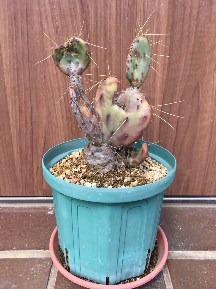 Yahoo!オークション -「オプンチアopuntia」(サボテン) (観葉 Yahoo!オークション -「オプンチアopuntia」(サボテン) (観葉
