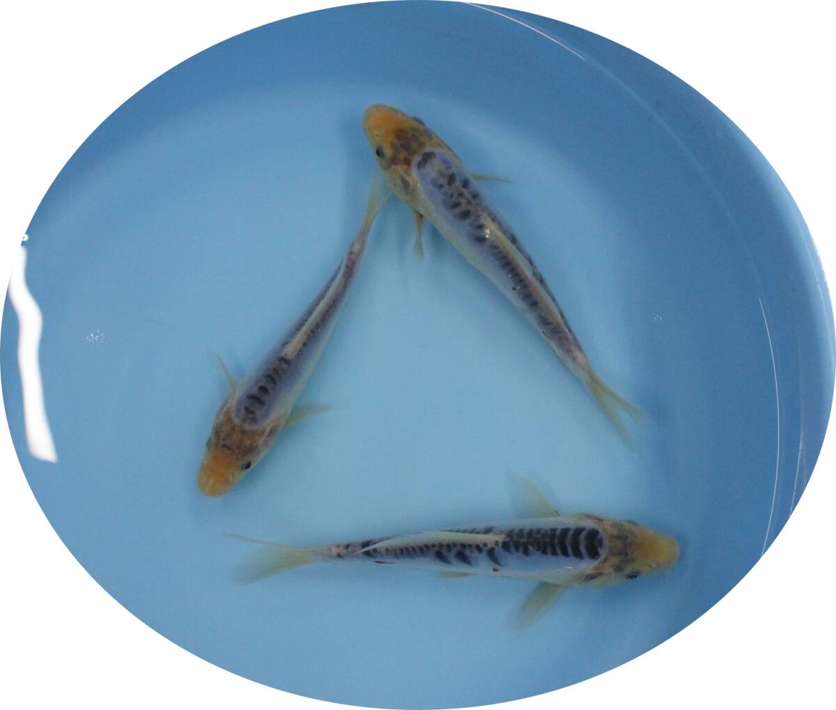 錦鯉 秋翠 約50cm